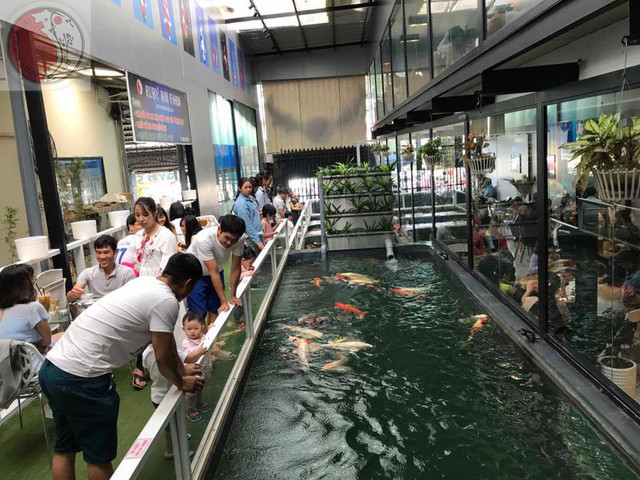 Bể cá Koi đẹp mê hồn của chàng trai phố Núi - Hình 3 Be ca Koi dep me hon cua chang trai pho Nui-Hinh-3