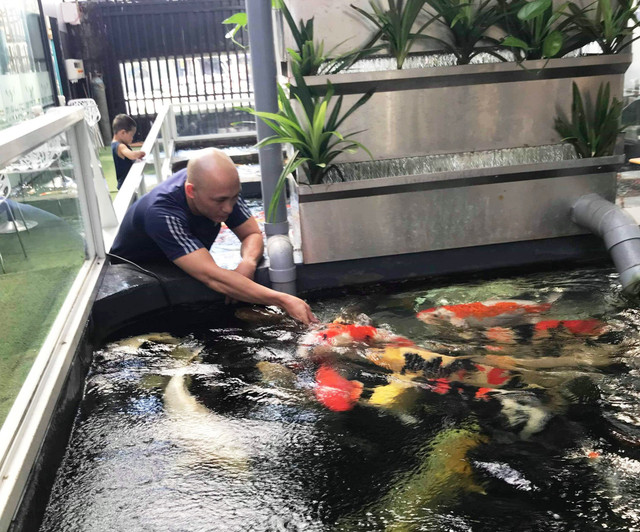 Bể cá Koi đẹp mê hồn của chàng trai phố Núi - Hình 2 Be ca Koi dep me hon cua chang trai pho Nui-Hinh-2