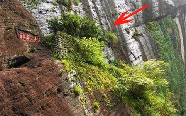 Loai tra dat hon vang 30 lan co gi dac biet-Hinh-2