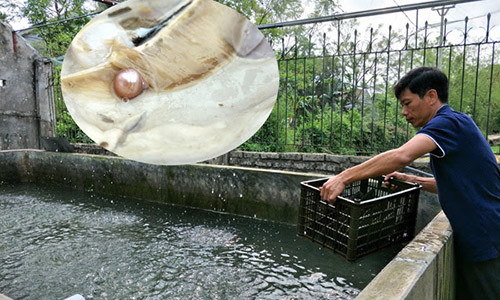 Anh Việt chăm sóc trai lấy ngọc tại các bể nuôi thuần dưỡng trai tại gia đình ở Ninh Bình. Anh Việt chăm sóc trai lấy ngọc tại các bể nuôi thuần dưỡng trai tại gia đình ở Ninh Bình.