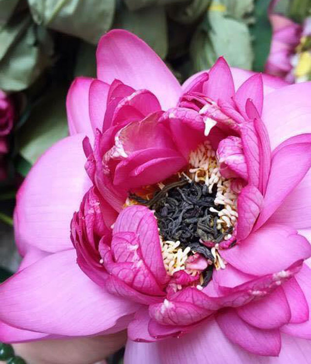 Chỉ có giống sen Hồ Tây 100 cánh dùng để ướp trà mới cho ra được những ly trà thơm ngon. Chỉ có giống sen Hồ Tây 100 cánh dùng để ướp trà mới cho ra được những ly trà thơm ngon.