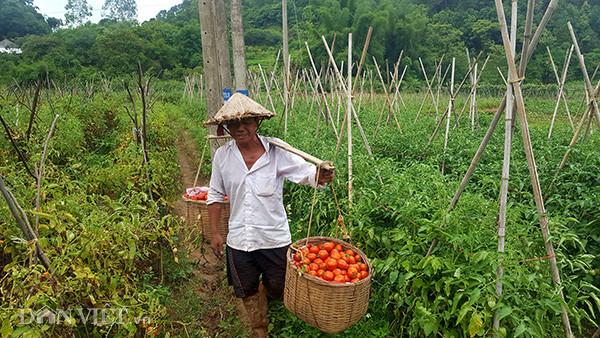 “Năm ngoái ngay đầu mùa đã bán 10.000 /kg, nông dân chúng tôi rất phấn khởi. Năm nay mở rộng thêm diện tích, tăng cường chăm bón lại không được giá. Chắc đầu mùa cà chua dưới xuôi còn nhiều, giờ họ hết thì giá cà chua trên này mới tăng lên như vậy. Hy vọng thị trường ổn định cho người nông dân đỡ vất vả", ông Báo vui vẻ.