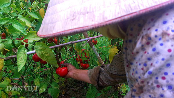 Ông Hoàng Minh Quyết, thôn Nà Chuông cũng cho biết: “Nhà tôi năm nay trồng 3- 4 sào cà chua cho thu từ tháng 4, nhưng đầu mùa không được giá, giờ mới tăng lên 8.000 đồng/kg. Trung bình một sào tôi thu 6 -7 tạ, nếu được giá cũng cho thu nhập 50 triệu đồng/sào. Tôi còn một lứa trồng sau chưa chín, hy vọng giá tiếp tục tăng và ổn định”.