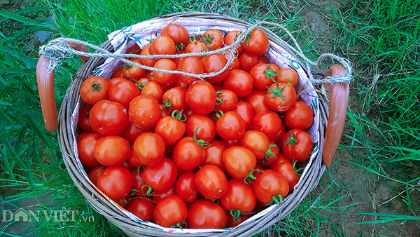 Được biết hầu hết diện tích đất ruộng tại các huyện này chủ yếu được người dân trồng rau, củ quả vì các loại cây này cho năng suất và thu nhập cao hơn so với trồng lúa, ngô như trước đây.