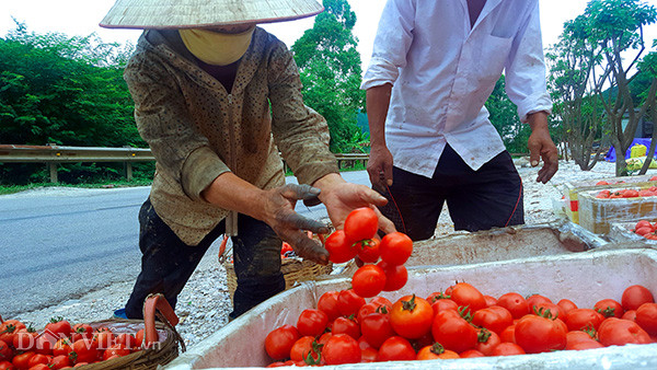 Các huyện Cao Lộc, Lộc Bình có diện tích trồng cà chua lớn nhất tỉnh Lạng Sơn. Đầu vụ, thương lái thu mua với giá 3.000 đồng/kg khiến các hộ dân chán nản, nhiều hộ tính nhổ bỏ để trồng cây khác. Nhưng gần đến cuối vụ giá cà chua tăng liên tục. Hiện, nhiều thương lái ở TP. Lạng Sơn và các tỉnh lân cận đến tận vườn thu mua với giá 8.000 đồng/kg cà chua xô khiến người dân càng thêm phấn khởi.