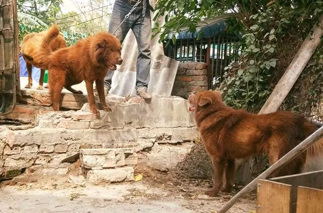 Giống chó Bắc Hà có lông xù màu đỏ quý hiếm. Giống chó Bắc Hà có lông xù màu đỏ quý hiếm.