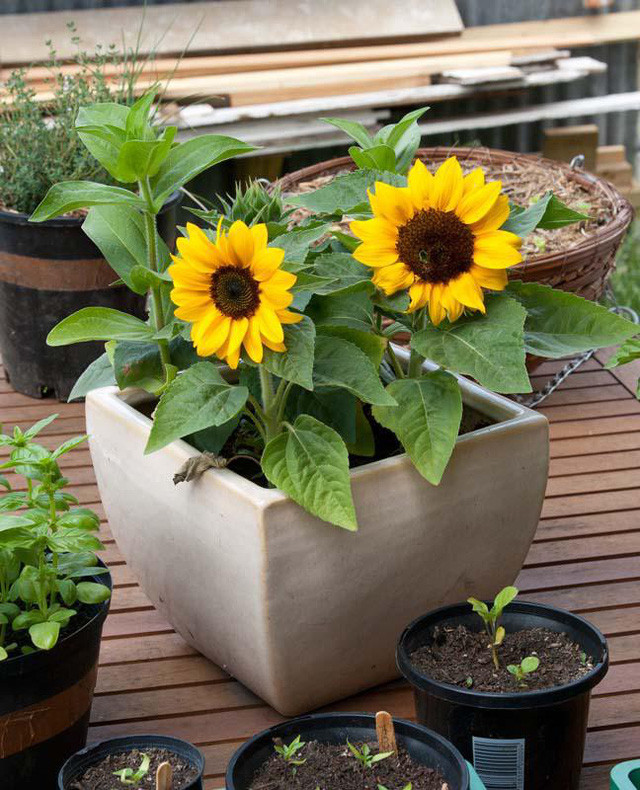 Ảnh minh họa. Ảnh minh họa.