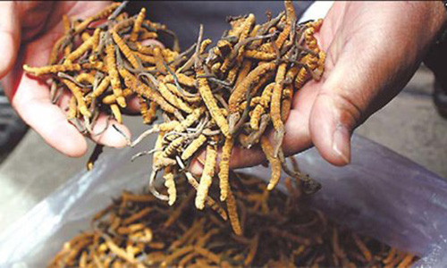 "Cú lừa thế kỷ" thần dược 2 tỷ đồng khiến đại gia ngã ngữa Đông trùng hạ thảo Tây Tạng có giá lên tới 2,2 tỷ đồng.