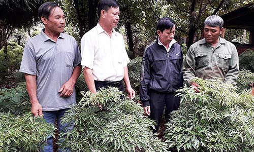 Gia Lai: Trồng đinh lăng xen cây ăn quả, lãi 200 triệu đồng Gia Lai: Trong dinh lang xen cay an qua, lai 200 trieu dong