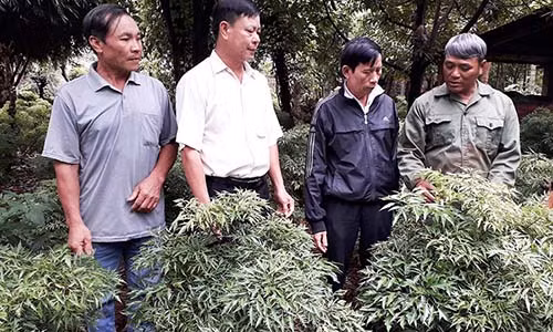 Gia Lai: Trong dinh lang xen cay an qua, lai 200 trieu dong