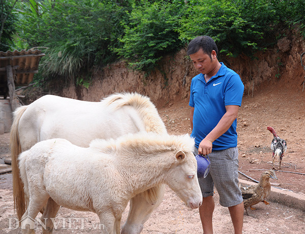 Theo anh Nông Văn Chưng, thức ăn chính cho đàn bạch mã là cỏ tự nhiên, nhưng có điều kiện thì nhiều gia đình cho ăn bổ sung thêm ngô hạt. Theo anh Nông Văn Chưng, thức ăn chính cho đàn bạch mã là cỏ tự nhiên, nhưng có điều kiện thì nhiều gia đình cho ăn bổ sung thêm ngô hạt.