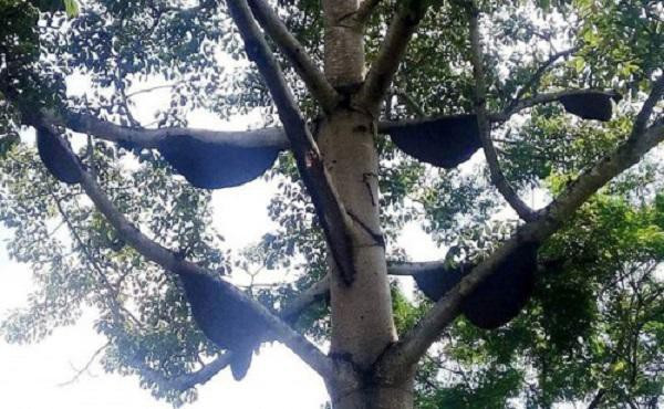 Cây gạo có hơn 30 tổ ong, dân buôn trả 20 triệu, chủ không bán - Hình 2 Cay gao co hon 30 to ong, dan buon tra 20 trieu, chu khong ban-Hinh-2