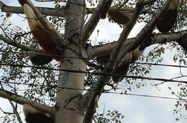 Cây gạo có hơn 30 tổ ong, dân buôn trả 20 triệu, chủ không bán Cay gao co hon 30 to ong, dan buon tra 20 trieu, chu khong ban