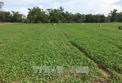 Cả làng sống khoẻ re nhờ trồng loài rau mọc hoang thủa nào - Hình 2 Ca lang song khoe re nho trong loai rau moc hoang thua nao-Hinh-2