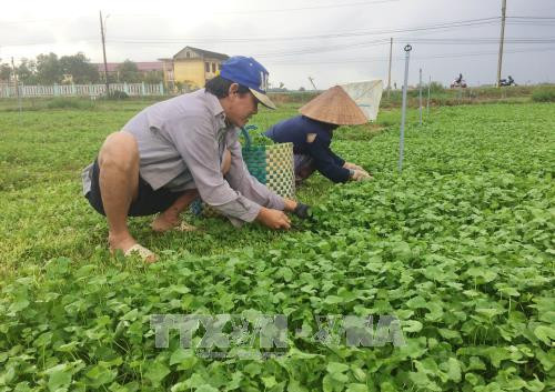 Cả làng sống khoẻ re nhờ trồng loài rau mọc hoang thủa nào Ca lang song khoe re nho trong loai rau moc hoang thua nao
