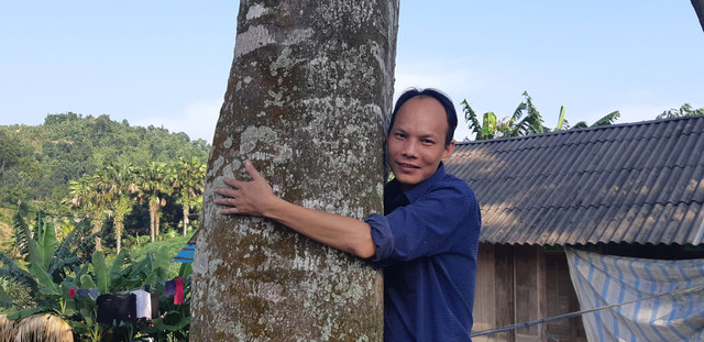 Chiêm ngưỡng 2 "cụ" cây quế vàng khủng ở thủ phủ quế Văn Yên Chiem nguong 2