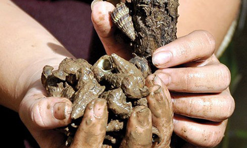 Ốc len bu thành từng chùm trên thân cây mắm, người bắt chỉ việc nhặt hoặc tuốt từng vốc bỏ vào vật đựng-thường là cái can nhựa 20-30 lít. Ốc len bu thành từng chùm trên thân cây mắm, người bắt chỉ việc nhặt hoặc tuốt từng vốc bỏ vào vật đựng-thường là cái can nhựa 20-30 lít.