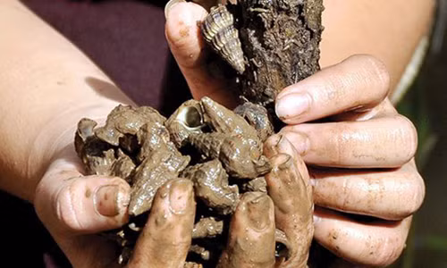 Ốc len bu thành từng chùm trên thân cây mắm, người bắt chỉ việc nhặt hoặc tuốt từng vốc bỏ vào vật đựng-thường là cái can nhựa 20-30 lít.