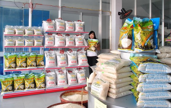 Các dòng gạo thơm ST của Sóc Trăng đang được thị trường trong và ngoài nước ưa chuộng. Các dòng gạo thơm ST của Sóc Trăng đang được thị trường trong và ngoài nước ưa chuộng.