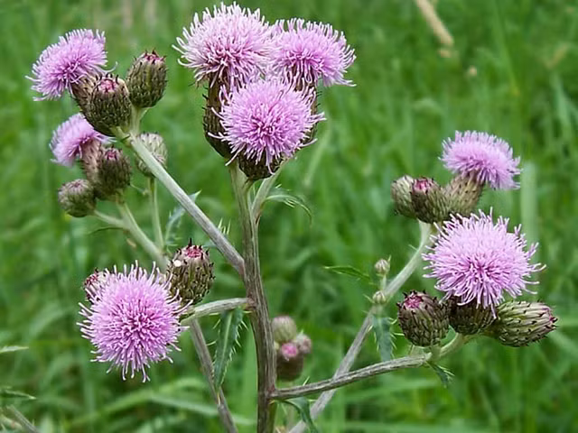 Mot loai hat tu My tham nhap Viet Nam: 50 trieu nguoi lo so