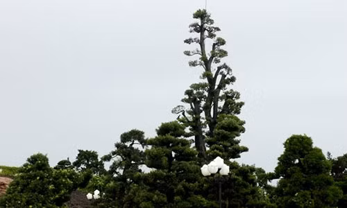 Nhung thu choi ngong khong giong ai cua dai gia “nga ngua” Tram Be-Hinh-2