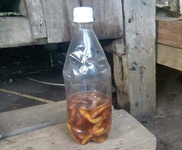 Uống rượu ngâm với rễ cây, 2 người lên cơn co giật và tử vong Uong ruou ngam voi re cay, 2 nguoi len con co giat va tu vong