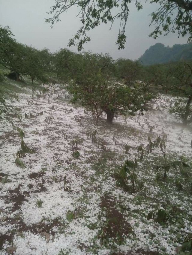 Ảnh: Facebook Hoa Anh Túc