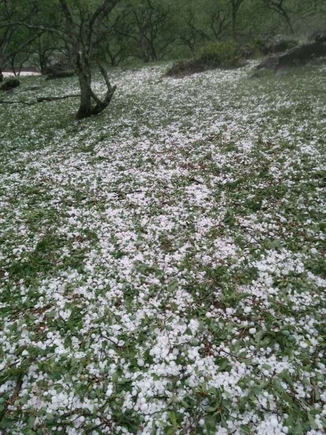 Mưa đá phủ trắng xóa khắp các cánh đồng. Ảnh: Facebook Hoa Anh Túc.