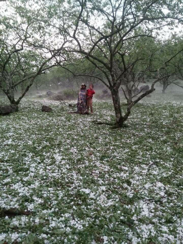 Trận mưa đá làm tan hoang nhiều vườn mận, mơ, nông sản của người dân. Ảnh: Facebook Hoa Anh Túc.