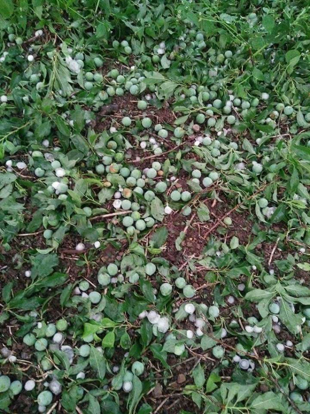 Mơ mận, đào đang trong độ sắp thu hoạch bị mưa đá làm dập nát. Ảnh: Facebook Hoa Anh Túc