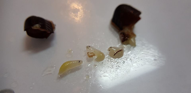 "Dị vật" được cho là xuất hiện bên trong cốc trà sữa Gong Cha. Ảnh chụp màn hình: Facebook Lam Herry. "Dị vật" được cho là xuất hiện bên trong cốc trà sữa Gong Cha. Ảnh chụp màn hình: Facebook Lam Herry.