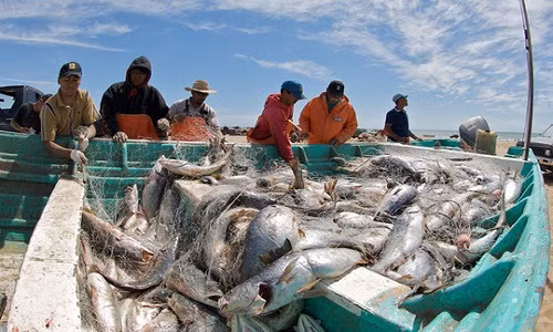 Cá corvina là loài bị đánh bắt khá nhiều - ảnh: UT NEWS