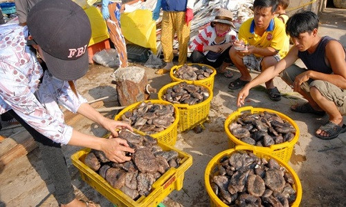 Banh lông, một đặc sản có giá trị dinh dưỡng cao hơn hải sâm, nhưng người dân Phú Quốc không biết ăn, để Trung Quốc thu mua với giá bèo. Banh lông, một đặc sản có giá trị dinh dưỡng cao hơn hải sâm, nhưng người dân Phú Quốc không biết ăn, để Trung Quốc thu mua với giá bèo.