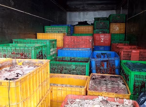 Do 5 tan noi tang dong vat thoi xuong nhanh song Dong Nai