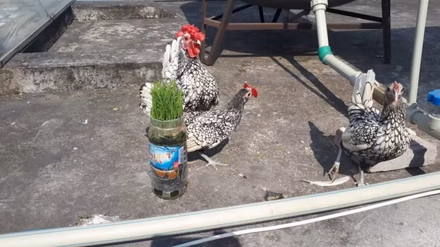 Gà vảy cá cũng rất thích tắm nên thường xuyên duy trì tắm, vệ sinh cho gà. Đây cũng là cách để chúng khỏe mạnh hơn, tránh được việc lây nhiễm vi khuẩn. Ảnh: NVCC