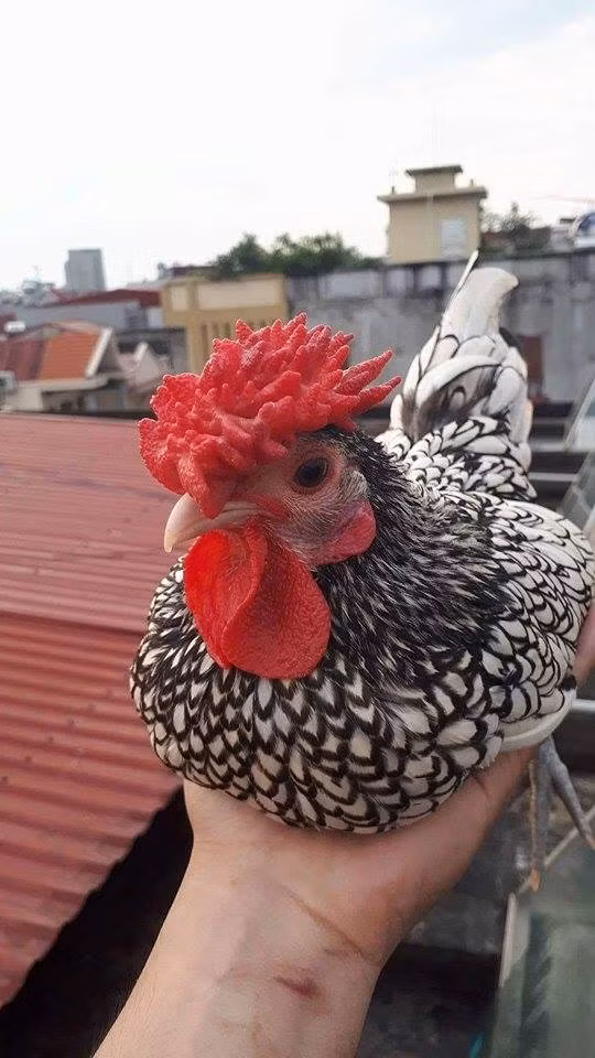 Theo anh Nguyễn Trung Đức, để tìm được gà vảy cá “đúng chuẩn” thì kỳ công vô cùng. Theo đó, gà trống có mào cân đối, chân xanh đá, lông rõ ràng không bị lem màu. Mỗi lông đều phải có viền vảy cá màu đen tuyền, lông đuôi cũng phải có viền (tuy rất hiếm) và các viền ở cánh phải đen và rõ. Ảnh: NVCC