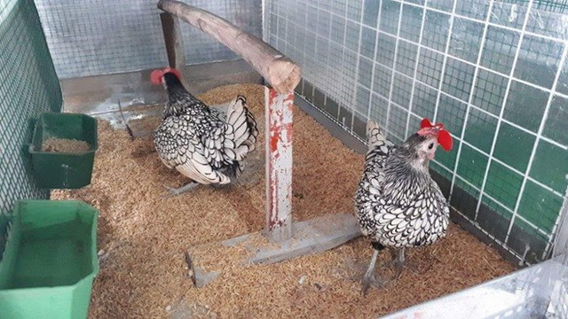 Theo anh Nguyễn Trung Đức, chủ trang trại nuôi gà vảy cá, cho biết, nuôi chú gà vảy cá chủ nhân của chúng không cần tốn quá nhiều diện tích. Hiện anh Đức đang nuôi gà vảy cá trên tầng 3 ngôi nhà ở với diện tích chuồng trại chỉ vỏn vẹn 15 m2. Tuy nhiên, “chơi” gà vảy cá cũng lắm công phu và sự kỳ công. Ảnh: NVCC