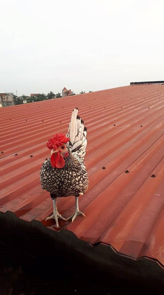 Đối với một cặp gà vảy cá trống mái màu sắc rực rỡ, dáng đẹp, có giá khá đắt đỏ từ 4 – 5 triệu đồng trở lên nhưng vẫn có nhiều đại gia săn lùng đặt mua. Riêng con gà vảy cá trống này được anh Đức bán cho 1 đại gia với giá 3 triệu đồng. Ảnh: NVCC