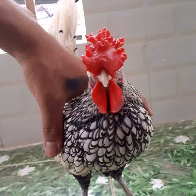 Một con gà trống vảy cá đẹp là có mào cân đối, chân xanh đá, lông rõ ràng không bị lem màu. Mỗi lông đều phải có viền vảy cá màu đen tuyền, lông đuôi cũng phải có viền (tuy rất hiếm) và các viền ở cánh phải đen và rõ. Ảnh: NVCC