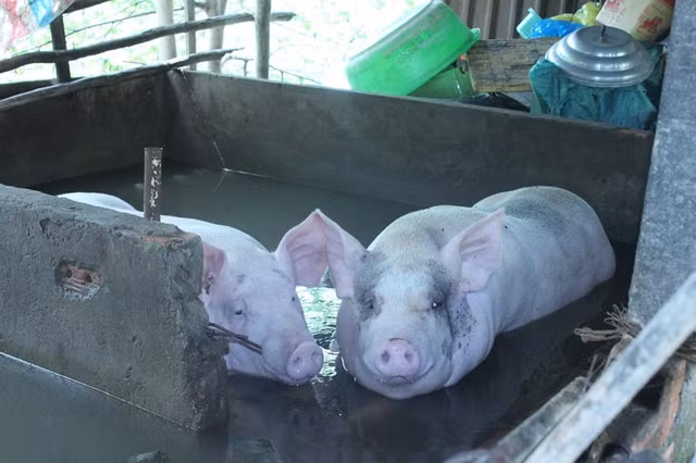 Dong bang song Cuu Long: Trieu cuong cao bat ngo, nhieu noi vo de-Hinh-5