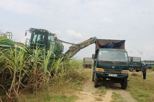 Máy thu hoạch mía đang giúp nông dân Ninh Hòa giảm chi phí, tăng thu nhập đáng kể. Ảnh: C.T Máy thu hoạch mía đang giúp nông dân Ninh Hòa giảm chi phí, tăng thu nhập đáng kể. Ảnh: C.T