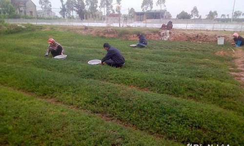 Vườn rau nhót của gia đình chị Lê Thị Phú ở xóm 12, xã Quỳnh Thanh (Quỳnh Lưu). Ảnh: Như Thủy Vườn rau nhót của gia đình chị Lê Thị Phú ở xóm 12, xã Quỳnh Thanh (Quỳnh Lưu). Ảnh: Như Thủy