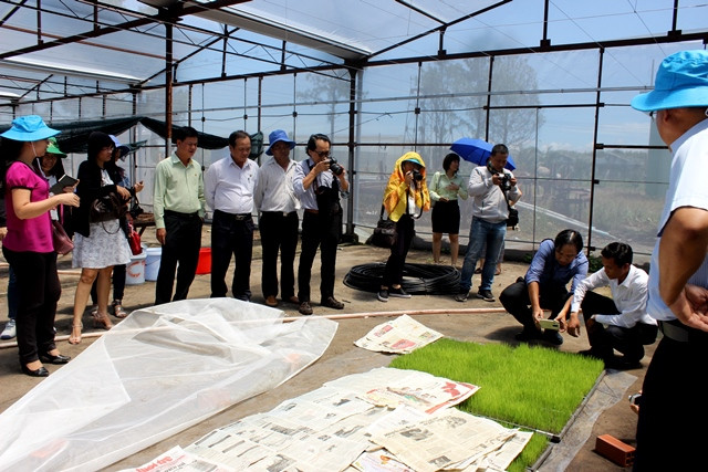 Ngoài chăn nuôi heo, bò sữa... Sagri còn Trung tâm Giống Thủy sản và Cây trồng. Trong ảnh, Sagri giới thiệu dự án trồng lúa giống.