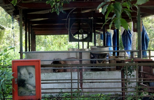 Trại nuôi heo giống xập xệ, heo dễ dàng trườn ra khỏi chuồng nuôi.