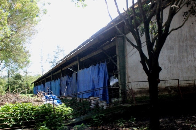 Quang cảnh xung quanh trại nuôi heo Đồng Hiệp.