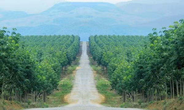 Giá cao su lao dốc khởi đầu cho khủng hoảng tài chính của HAGL. Ảnh:HAGL