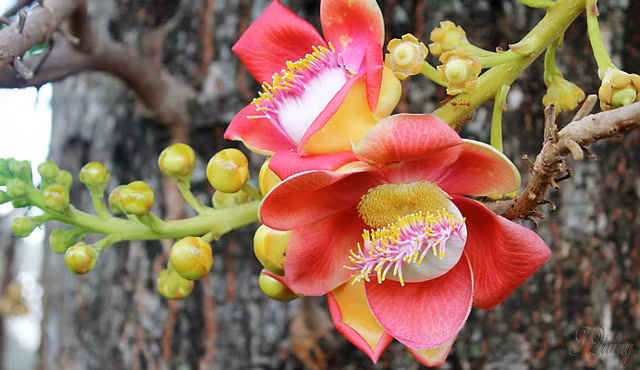 Hoa sala mọc thành từng chùm trên cọng dài (có khi dài tơi 3m) với màu hồng hoặc màu cam đỏ thắm. Ảnh ytimg.