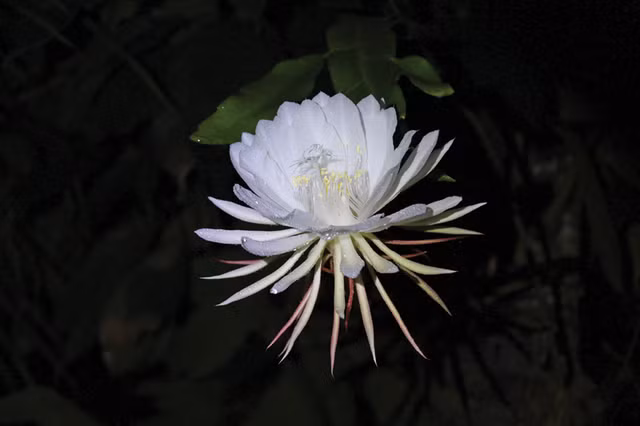 Loai hoa dep, hiem nhat the gioi, duoc Phat giao ton sung-Hinh-6