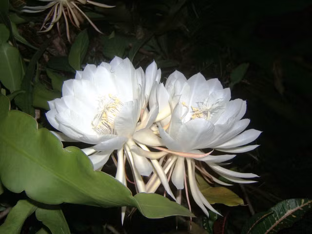 Loai hoa dep, hiem nhat the gioi, duoc Phat giao ton sung-Hinh-4