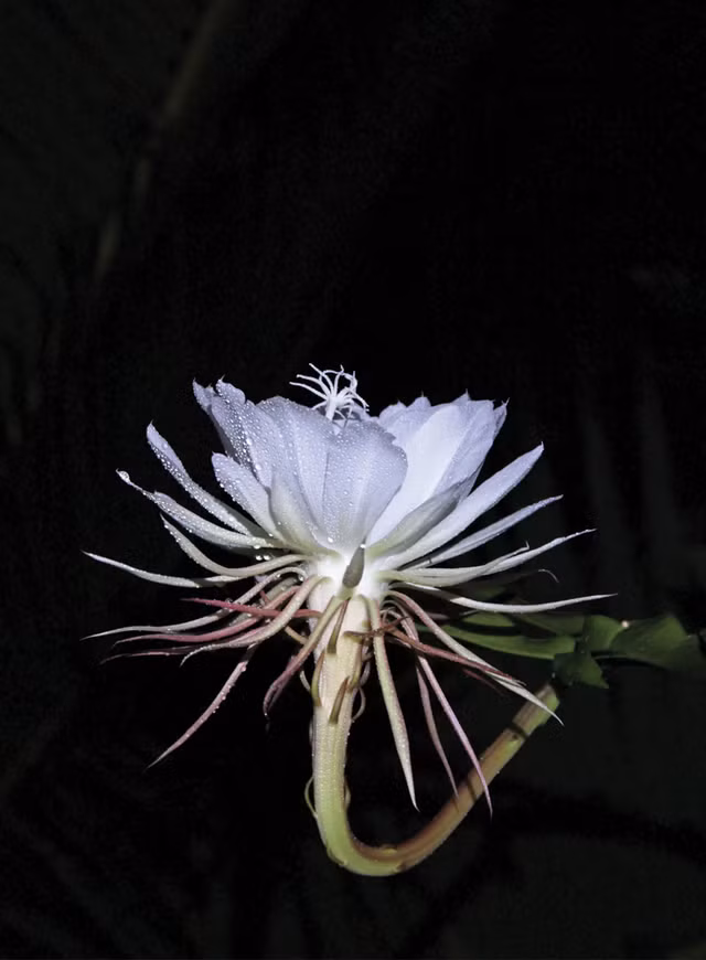 Loai hoa dep, hiem nhat the gioi, duoc Phat giao ton sung-Hinh-7